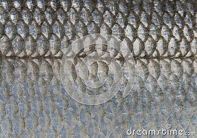 Scales of fish