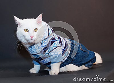 Scared white cat with yellow eyes in a knitted suit