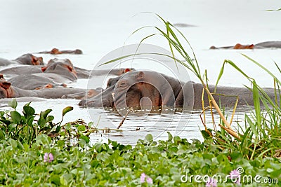 Scarred hippopotamus sleeps in the marsh