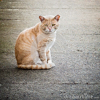 Scarred and Neglected Stray Feral Male Ginger Cat on Street