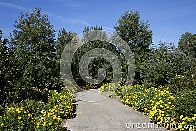 Scenic foot path lined with yellow marigolds