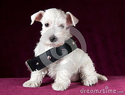 Schnauzer puppy with dog collar