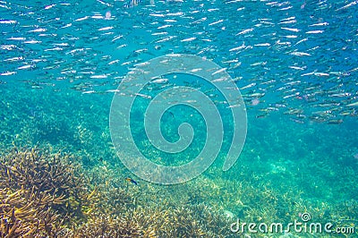 School of anchovy in a blue sea with coral