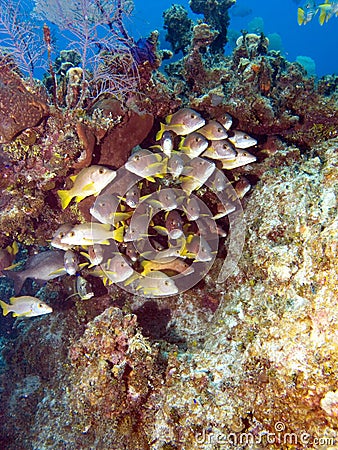 School of Fish on a Caribbean Reef