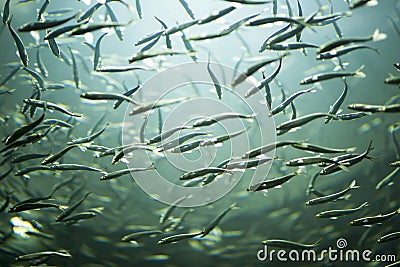 School of fish swimming with light
