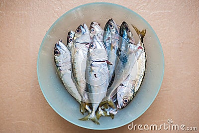 School of Raw Fishes in a bowl