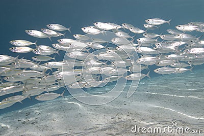 School of silver fish