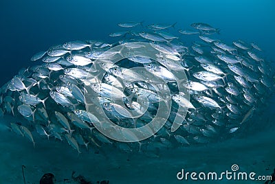 School of silver fish