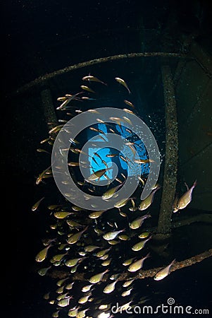 School of silver fish inside shipwreck