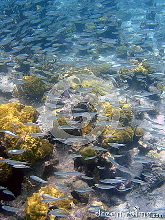 School of Silver Fish, Puerto Rico, Caribbean