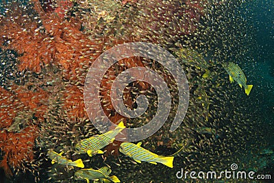 School of small yellow fish