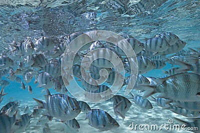 School of Tropical Fish - South Pacific