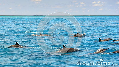 School of wild dolphiins swimming in the Laccadive sea