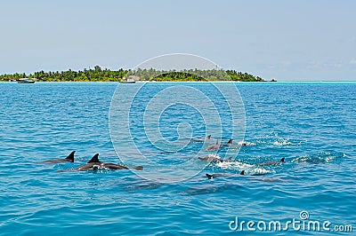 School of wild dolphins swimming in Maldives