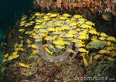 School of yellow fish