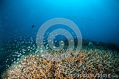 Schooling fish above coral reefs in Gili, Lombok, Nusa Tenggara Barat, Indonesia underwater photo