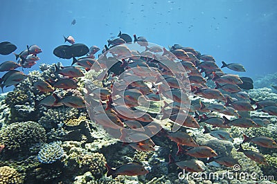 Schooling fishes, Great barrier reef