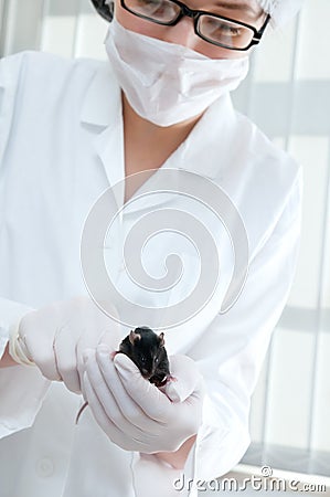 Scientist holds laboratory mouse