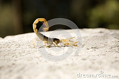 Scorpion