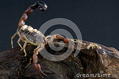 Scorpion with babies