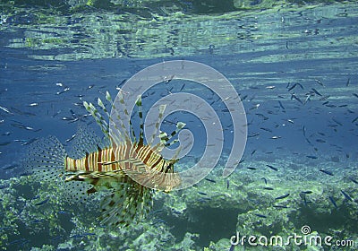 Scorpion Fish