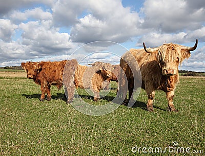 Scottish Cattle in a Green Pasture