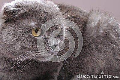 Scottish fold cat