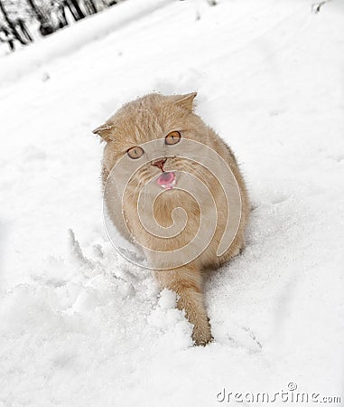 Scottish Fold cat