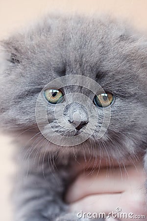 Scottish fold cat