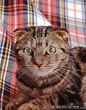 Scottish fold cat