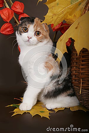 Scottish fold cat with leaves