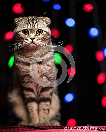 Scottish fold cat sits on a table in Christmas and New Year