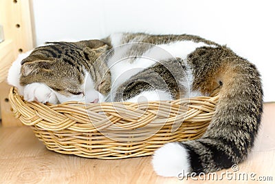 Scottish fold cat sleep