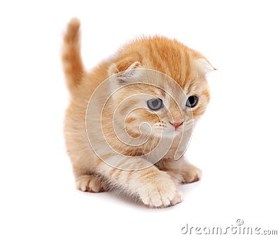 Funny Cats And Dogs With Words