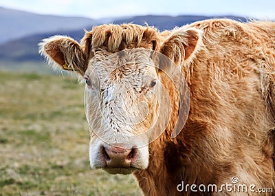 Scottish Highland cattle