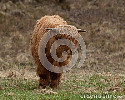 Scottish highland Cow