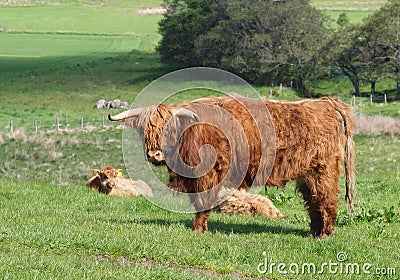 Scottish Highland Cows and Calf