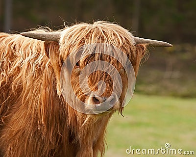 Scottish highland Cows head in close-up