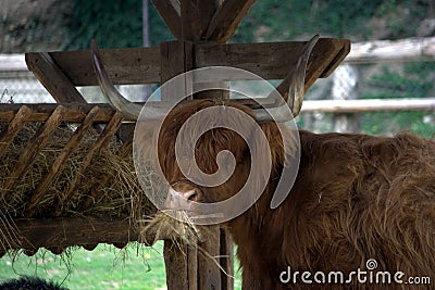 Scottish highlander cow eating at the trough