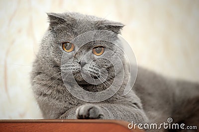 Scottish lop-eared cat