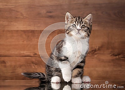 Scottish straight kitten on mirror and wooden texture