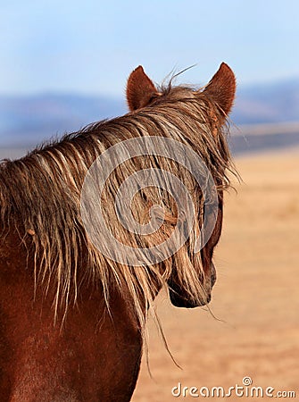 Scraggly Mane