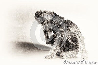 Scratch, scratching, dog, terrier, paw, black, white, copy space