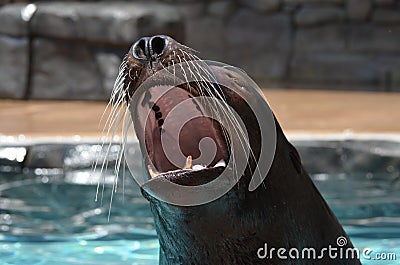 Screaming fur seal