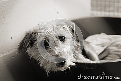 Scruffy dog in a pen