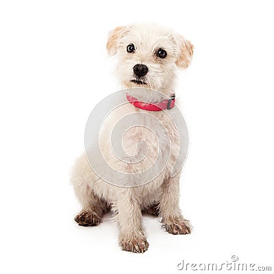 Scruffy white puppy with pink collar