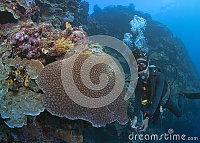 Scuba dive guide shows majestic wall reef