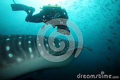 Scuba diver approaching whale shark in galapagos i