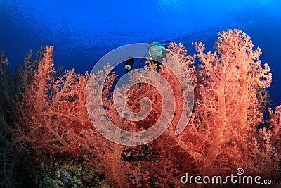 Scuba Diver explores Beautiful Coral Reef