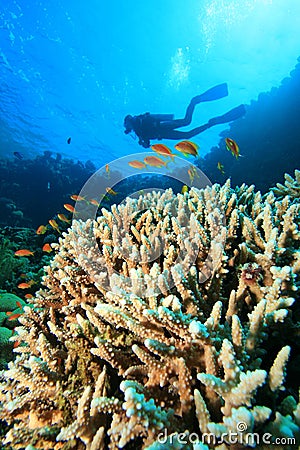 Scuba Diver explores coral reef